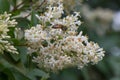 European privet Ligustrum vulgare, close-up fragrant flowers with honeybee